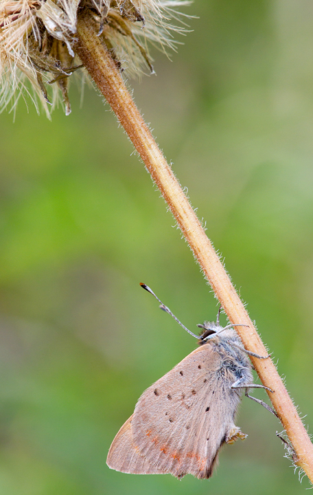 Small Copper Butterfly,Berwickshire,Scottish Borders