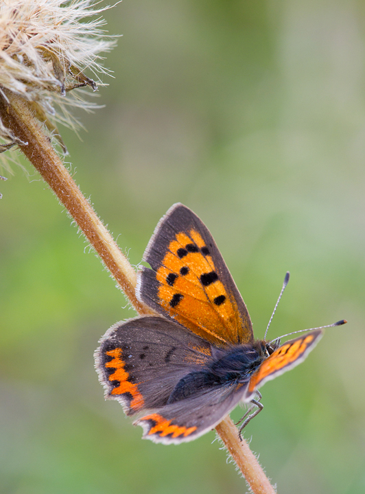 Small Copper Butterfly,Berwickshire,Scottish Borders