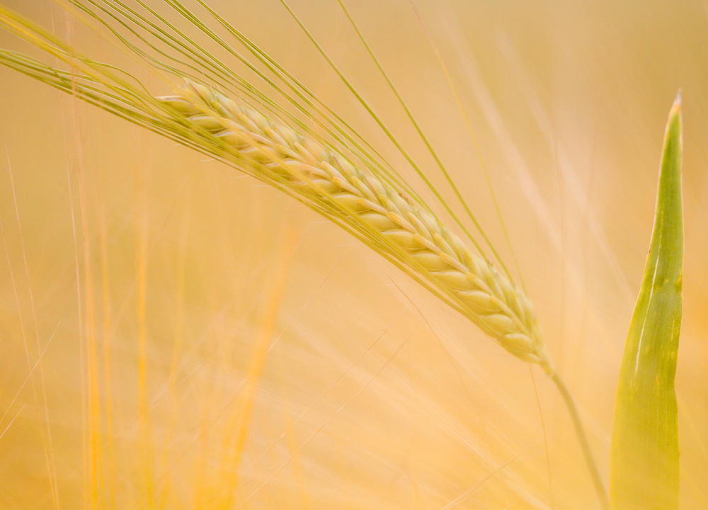 Barley,Berwickshire,Scottish Borders