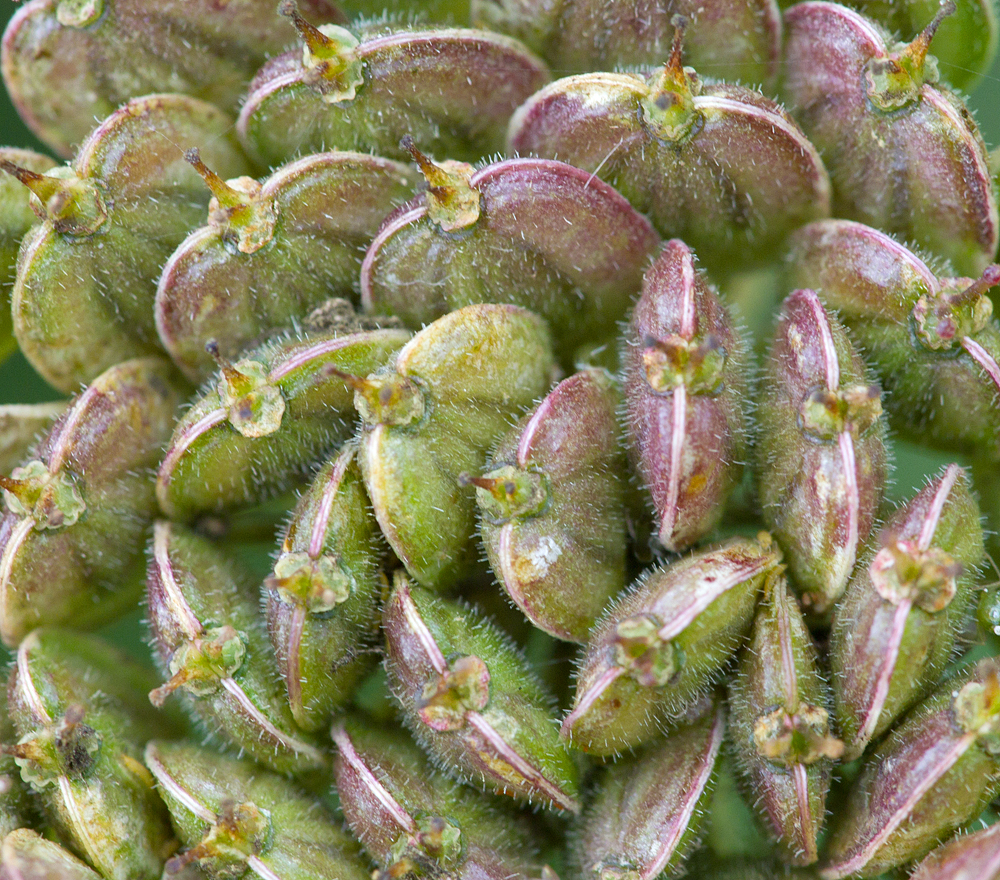 Hogweed seeds,Berwickshire,Scottish Borders