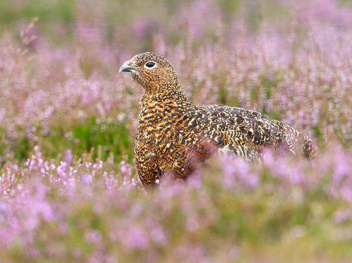 Red Grouse in flowering heather,Lammermuir Hills,Scottish Borders