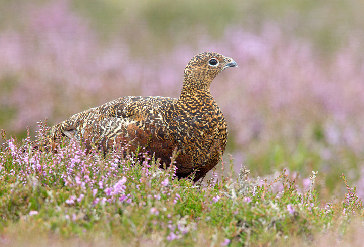 Red Grouse on flowering heather,Lammermuir Hills,Scottish Borders