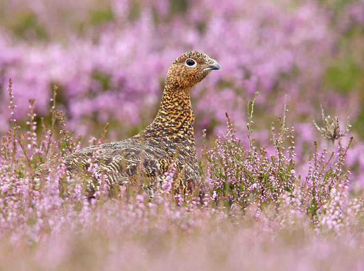 Red Grouse in flowering heather,Lammermuir Hills,Scottish Borders