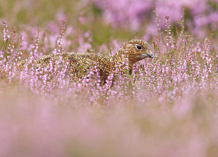 Red Grouse feeding in flowering heather,Lammermuir Hills,Scottish Borders