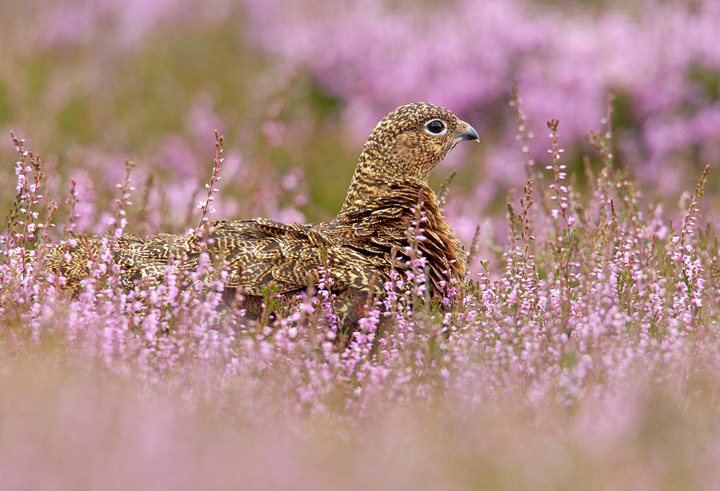 Red Grouse in flowering heather,Lammermuir Hills,Scottish Borders