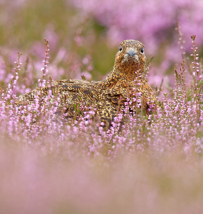 Red Grouse in flowering heather.