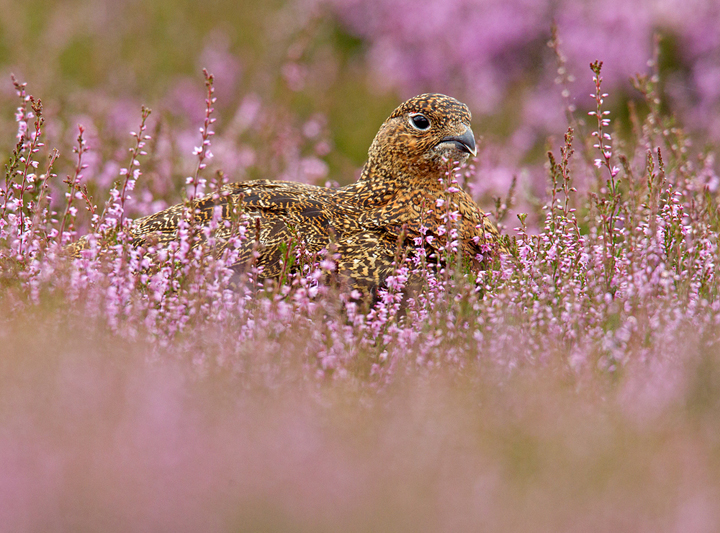 Red Grouse in flowering heather,Lammermuir Hills,Scottish Borders