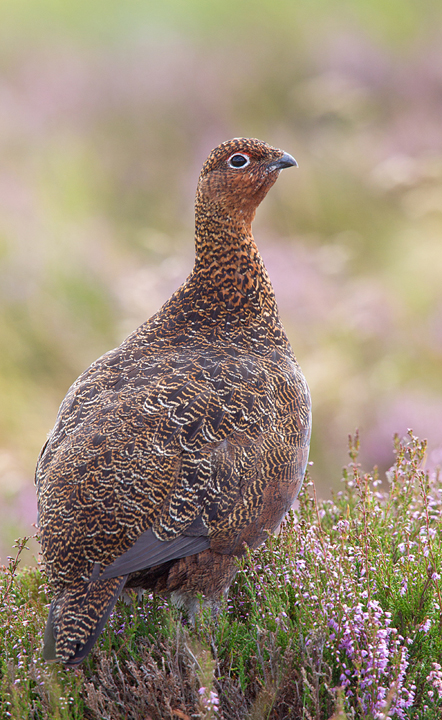 Red Grouse on flowering heather,Lammermuir Hills,Scottish Borders