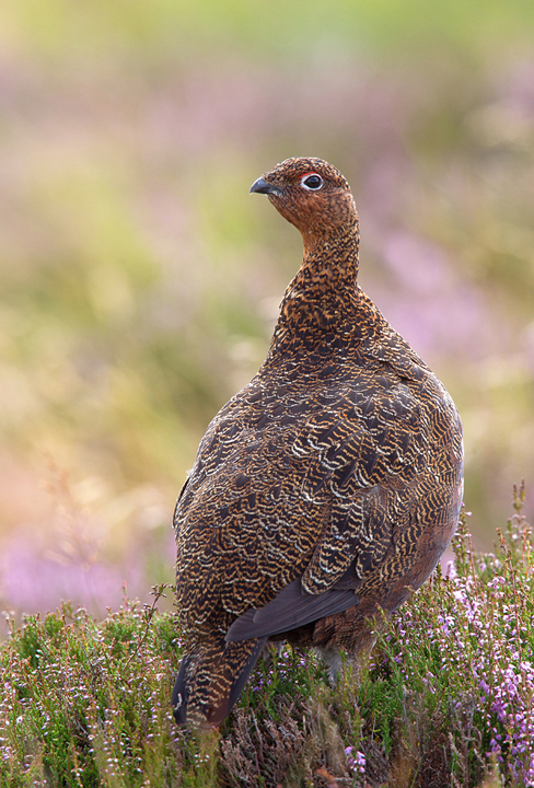 Red Grouse on flowering heather,Lammermuir Hills,Scottish Borders