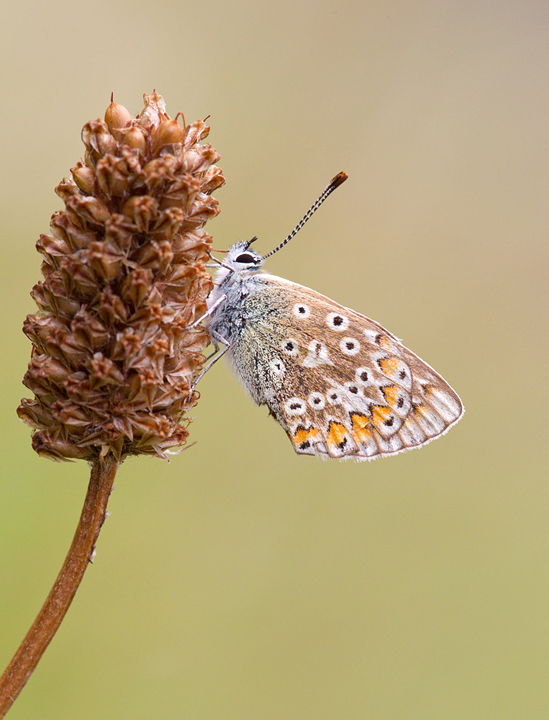 Common Blue f,butterfly.