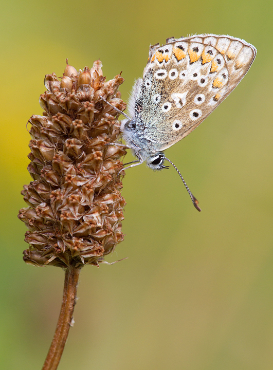 Common Blue f,butterfly.