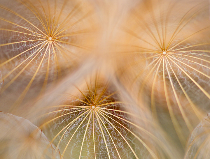 Seedheads abstract.