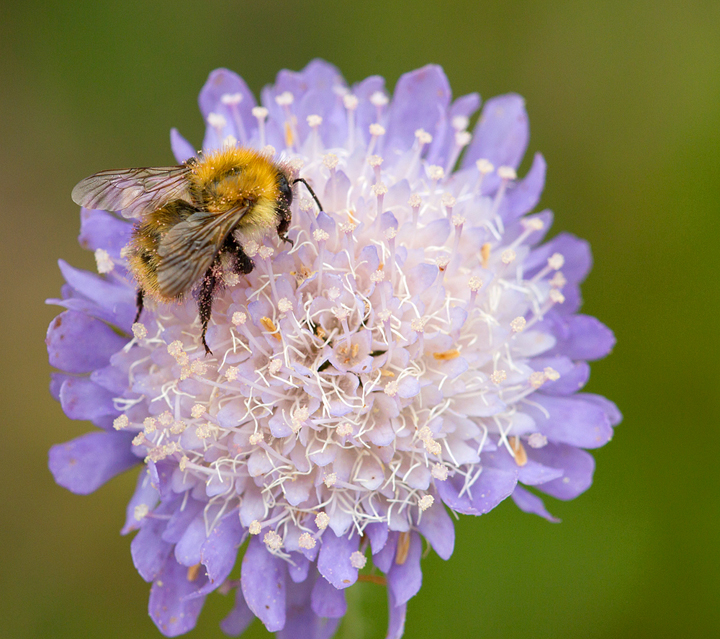 Bumble bee on scabious.