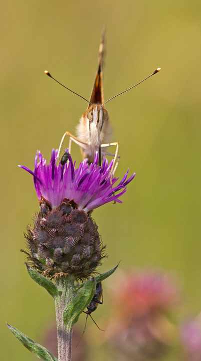 Painted Lady butterfly feeding.