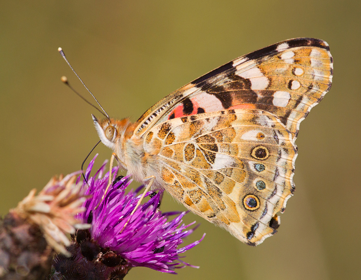 Painted Lady butterfly feeding.