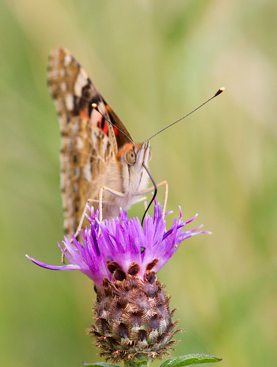 Painted Lady butterfly feeding.