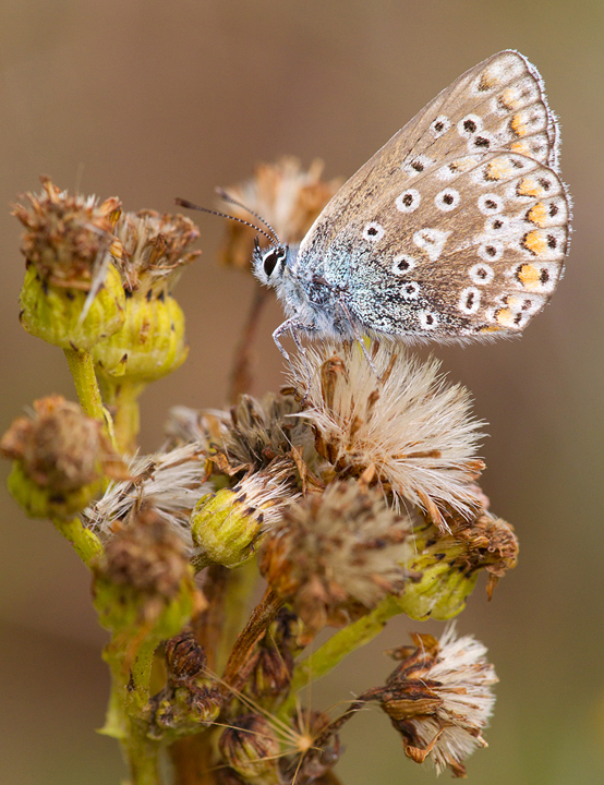 Common Blue f,butterfly.