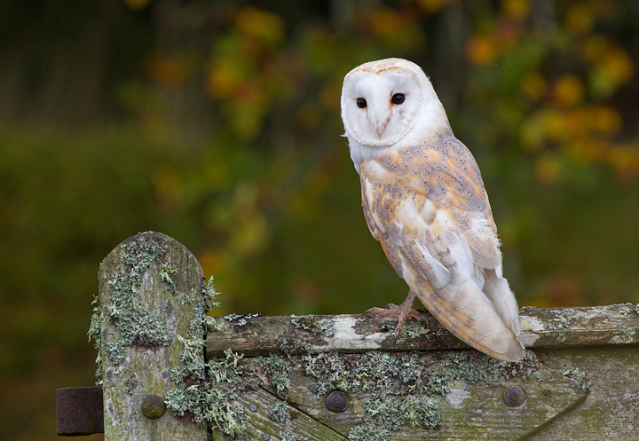 Barn Owl,Berwickshire,Scottish Borders