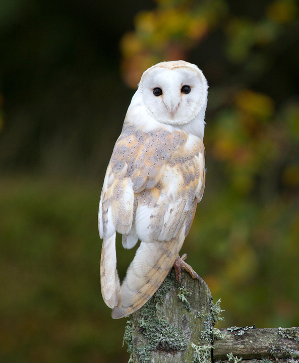 Barn Owl,Berwickshire,Scottish Borders