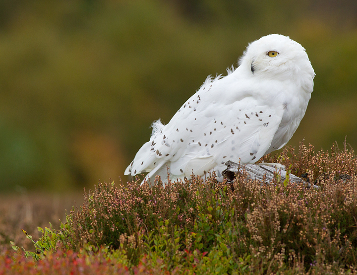 Snowy Owl,Berwickshire,Scottish Borders