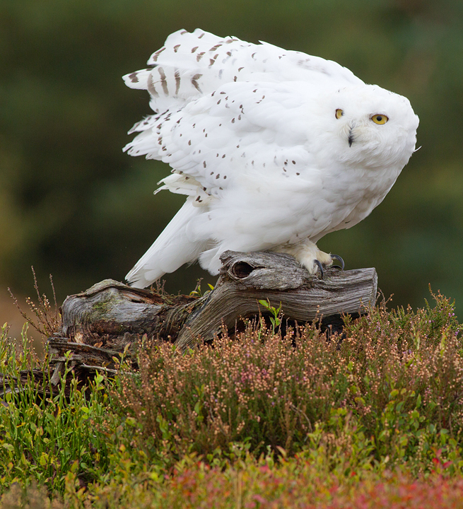 Snowy Owl,Berwickshire,Scottish Borders