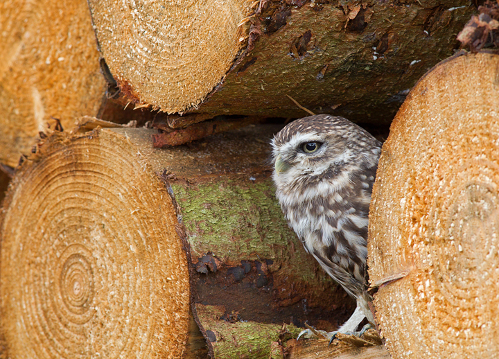 Little Owl,Berwickshire,Scottish Borders