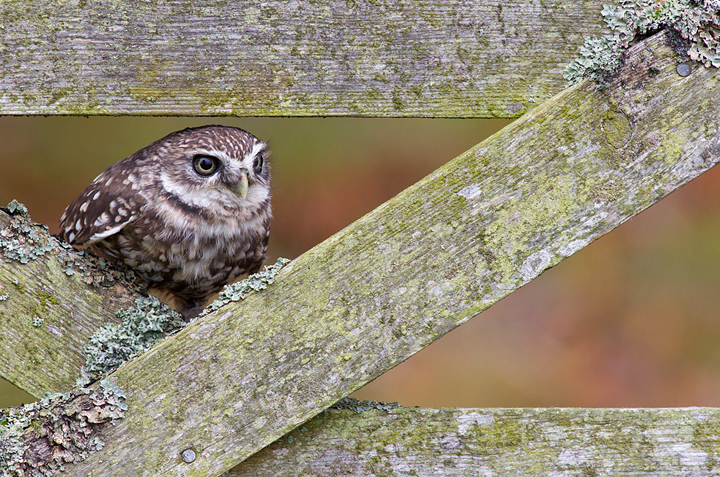 Little Owl,Berwickshire,Scottish Borders