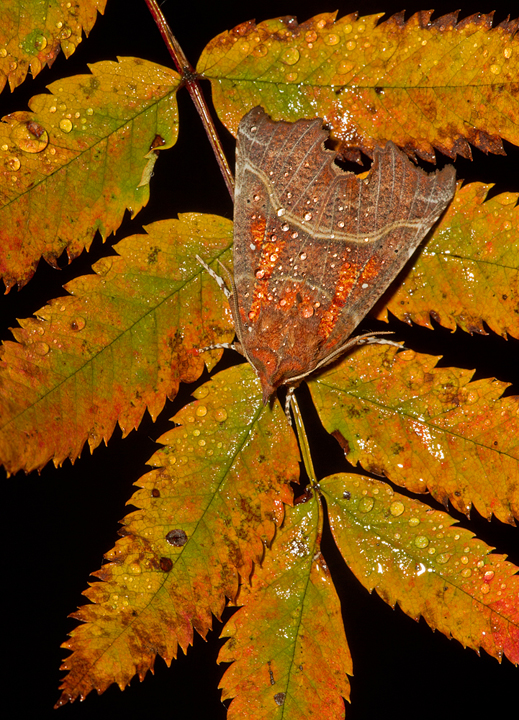 Herald Moth,Berwickshire,Scottish Borders