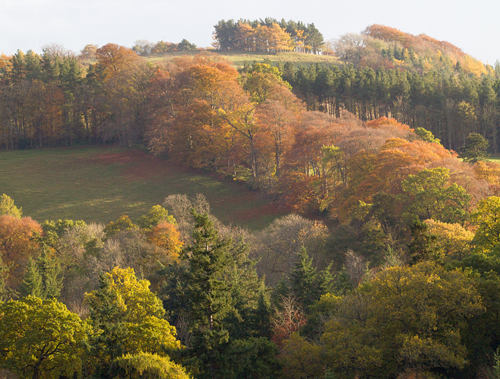 Autumnal trees near Melrose in the Scottish Borders