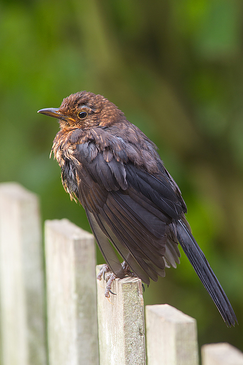 Fem Blackbird on fence