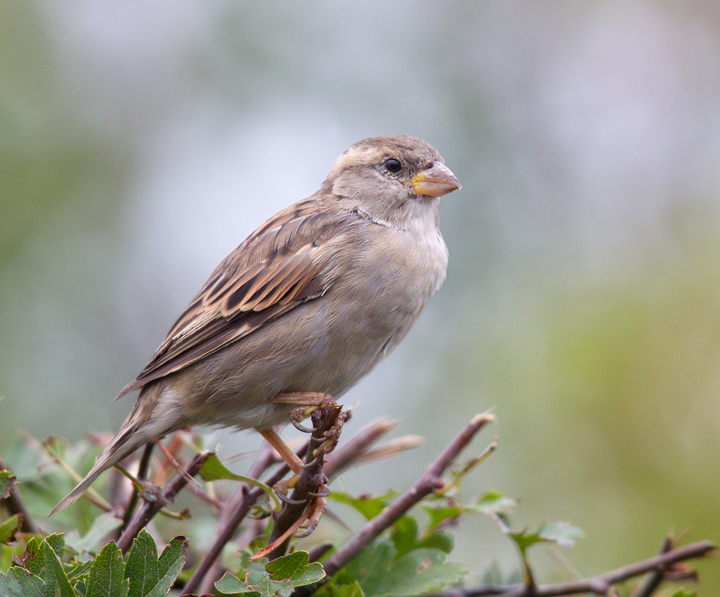 House Sparrow,Edington,Berwickshire.
