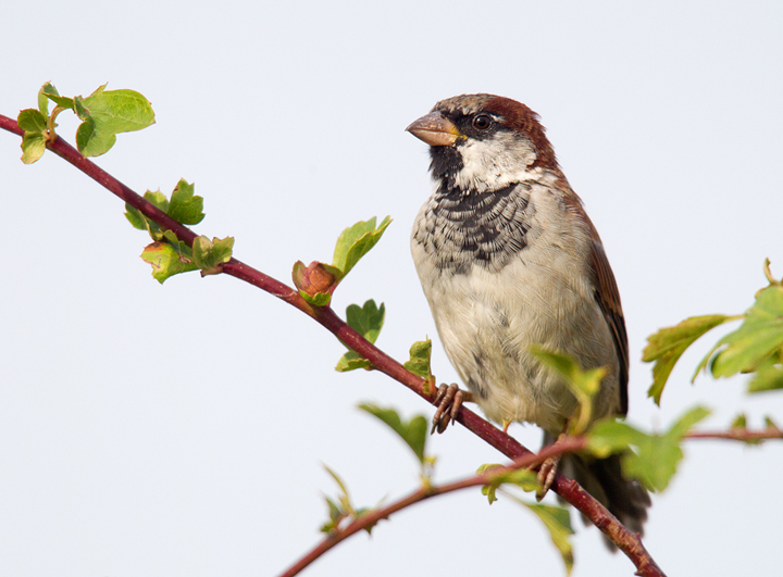 House Sparrow,Edington,Berwickshire.