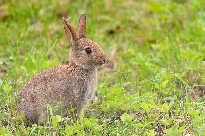 Young Rabbit on lawn