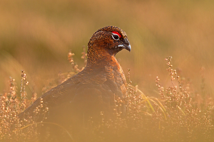 Red Grouse through the heather in the Lammermuir Hills,Scottish Borders.