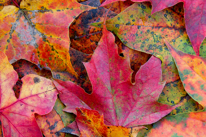 Autumnal colours.