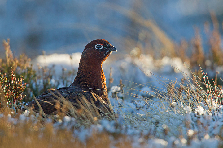 Backlit Red Grouse sitting in the cold.