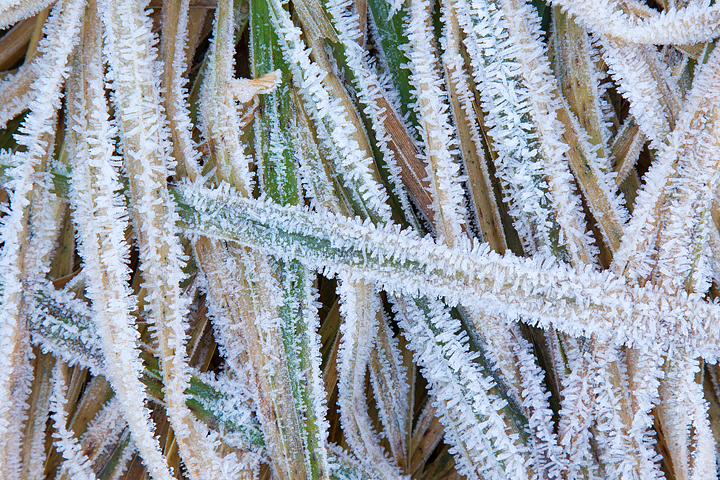More frosty grasses.
