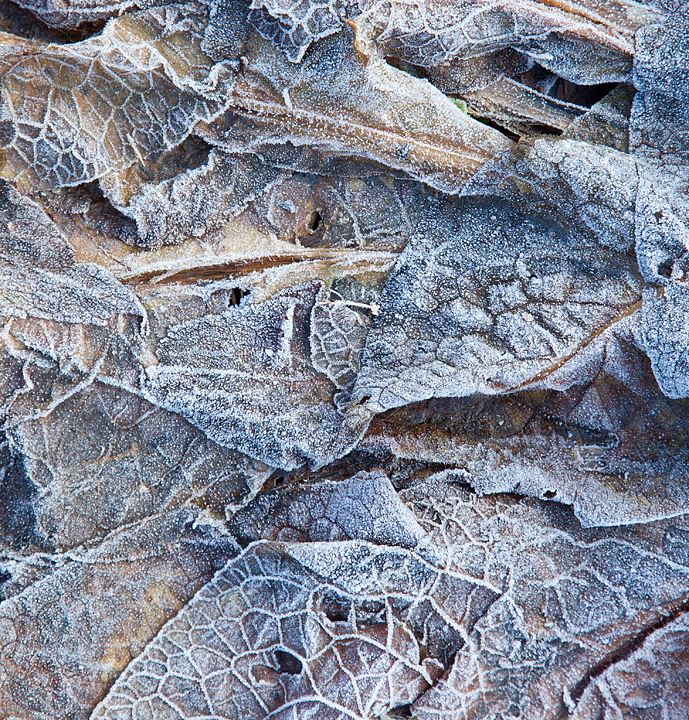 Frosted leaves.