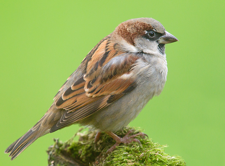 Sparrow on mossy branch.