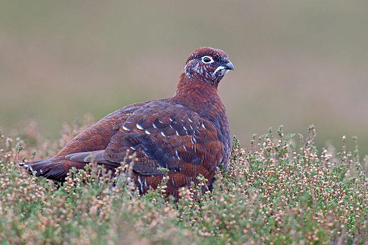 The handsome red grouse with those distinguished white markings.
