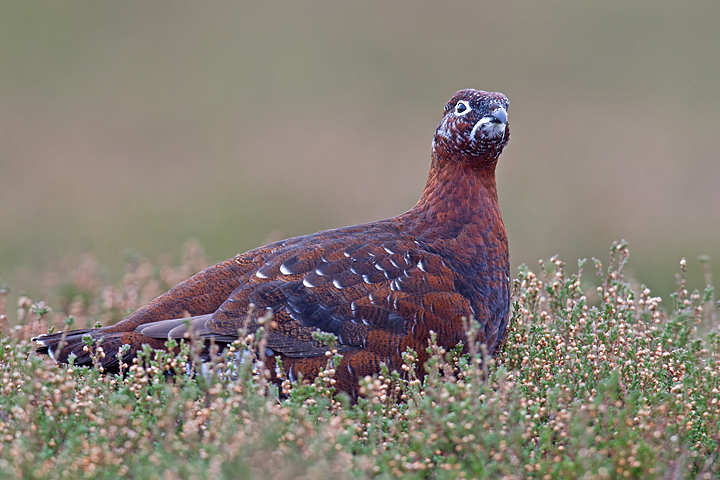 Red Grouse with droopy moustache and goatee bird.