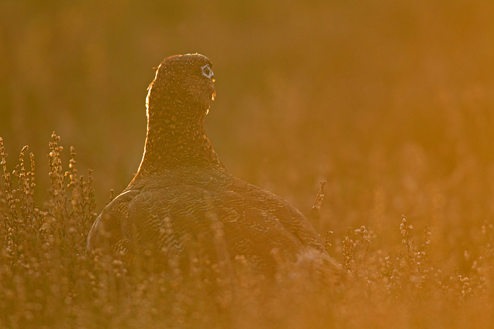 Another red grouse in the late afternoon sun.