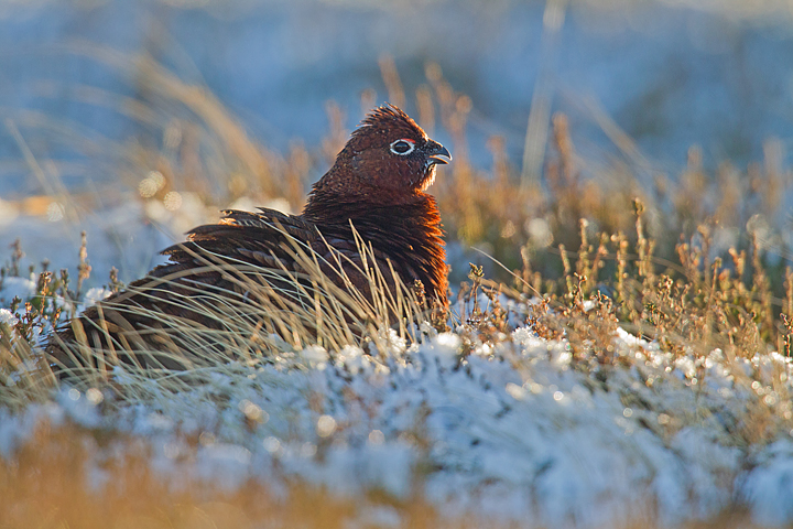 Red Grouse,m sat backlit,fluffed up and calling in the frosty snow.Lammermuir Hills,Scottish Borders.