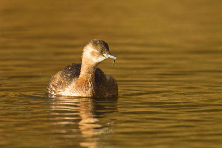 Little Grebe with insect larva.