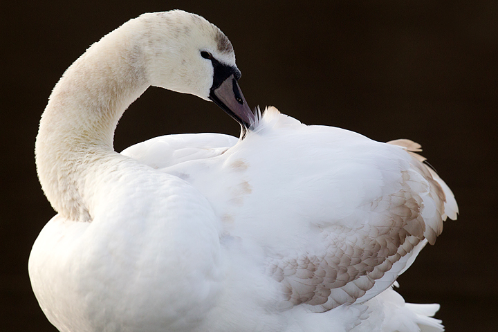 Juvenile Mute Swan preening.
