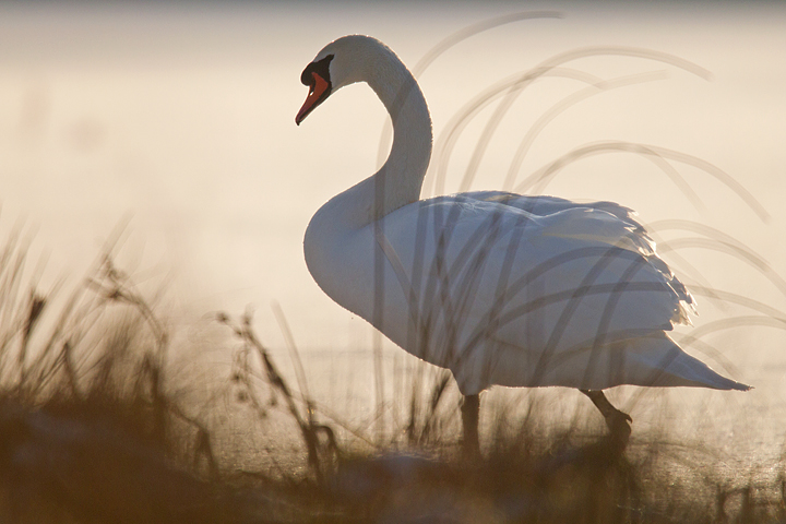 Mute Swan thru the grasses,into the light.