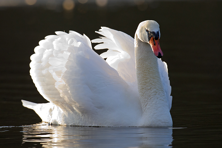 Mute Swan on Duns Castle lake.