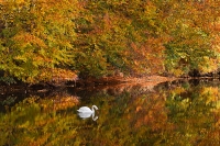 Mute Swan autumn reflections..