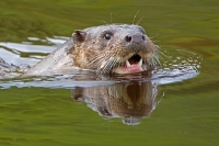 Otter Head 1.