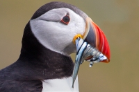Puffin with sand eels,close up.